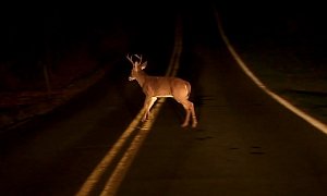 Come November, Beware Horny Deers Jumping in Front of Your Car