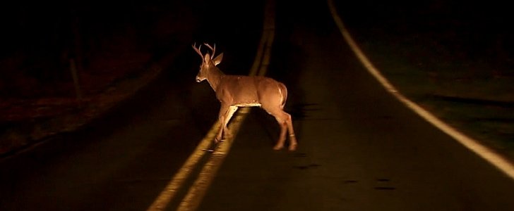 Horny deers are a real threat to cars and drivers