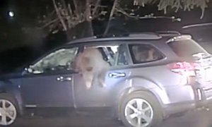 Cop Rescues Wild Bear Trapped Inside Subaru Outback at Lake Tahoe