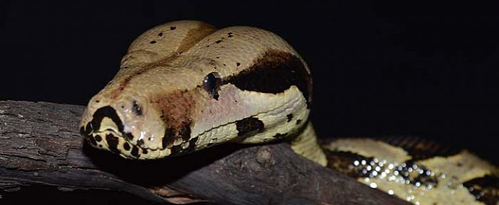 The red-tailed boa does not deliver poison with its bite