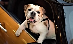 Could a Virtual Dog Convince You to Buy a New MINI?