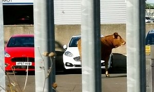 Cow Breaks Into Car Dealership, Panics, Causes Mayhem