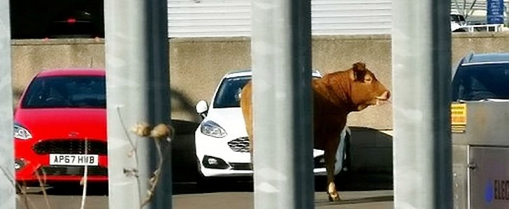 Cow flees the cattle market, ends up in car dealership in Scotland