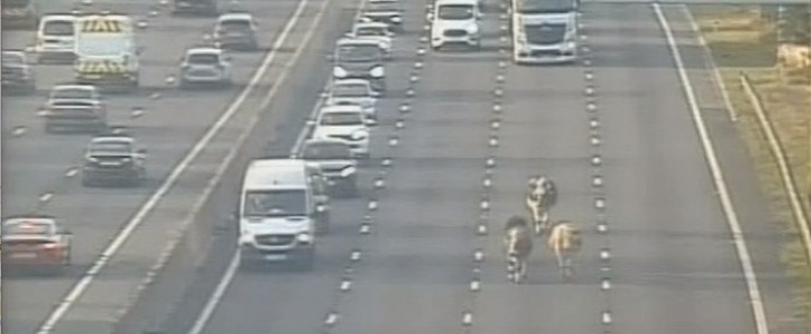 The animals caused 2-mile long slow-moving traffic 