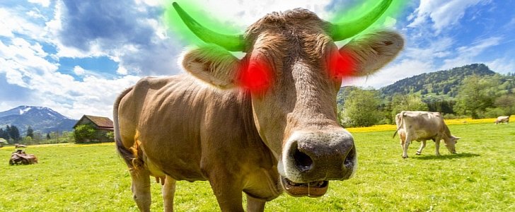 Cow with glowing horns in India