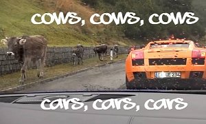 Cows Interrupt Supercar Drive on Mountain Pass: LOL
