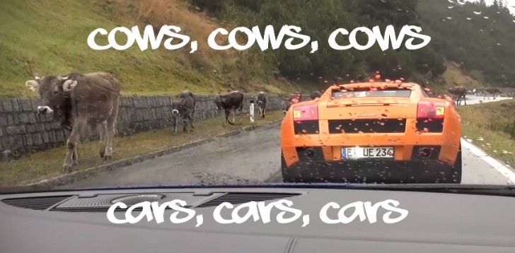 Cows Interrupt Supercar Drive on Mountain Pass: LOL [Vi