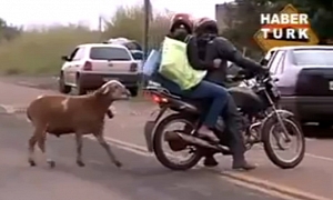 Crazy Sheep Attacks Motorcycle