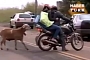 Crazy Sheep Attacks Motorcycle