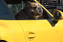 Cute Bulldog Sticking Head Out Yellow Porsche 911 Window