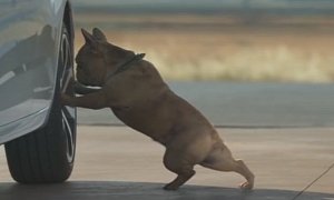 Cute Dog Does Yoga to Stretch in Citroen C3 Commercial