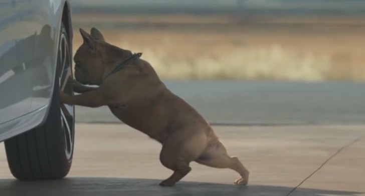Cute Dog Does Yoga to Stretch in Citroen C3 Commercial 