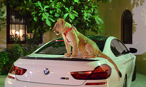 Cute Lion Cub Seems to Prefer the BMW M6 Gran Coupe Over the Ford GT