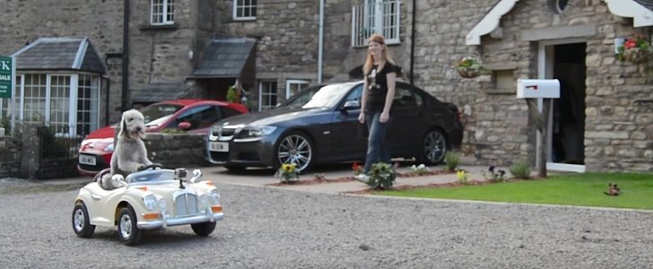Cute Pooch Drives Mini Rolls-Royce Car, Owners Say He Acts Like a Human