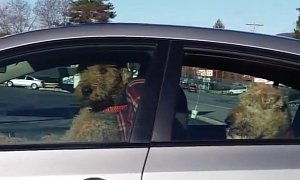 Cute Terrier Honks the Horn When Owner Takes Too Long in the Store