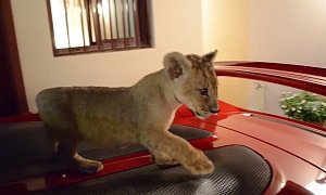 Cutest Lion Cub Ever Walks Over Porsche Carrera GT Engine Deck <span>· Video</span>