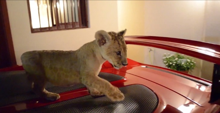 Cutest Lion Cub Ever Walks Over Porsche Carrera GT Engine Deck