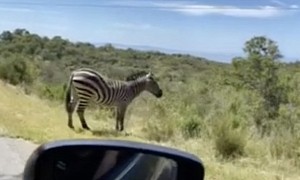 Cyclist Plays Chicken With Mad Zebra on California Mountains, Guess Who Slipped and Fell