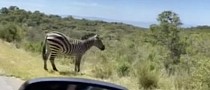Cyclist Plays Chicken With Mad Zebra on California Mountains, Guess Who Slipped and Fell