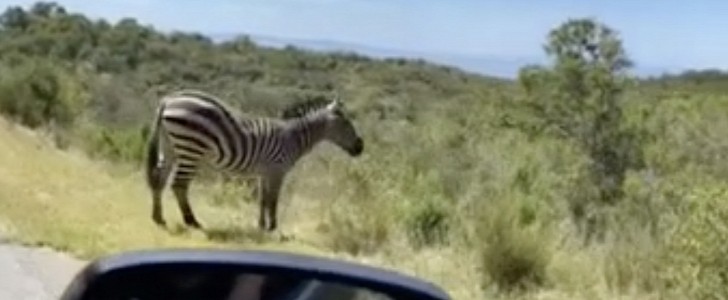 The same zebra spotted by a netizen, this time protected by a metal shield