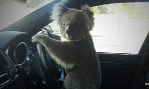 Dangerous Cuteness Overload: Koala Causes 6-Car Pileup on Highway