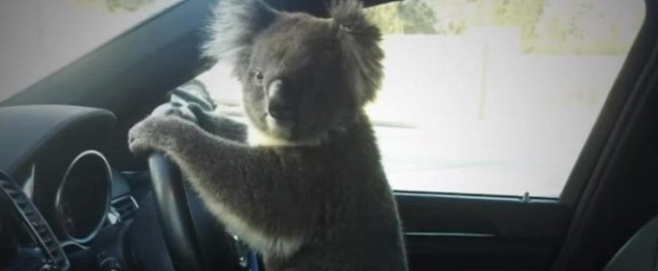 Koala strikes a cute pose after causing 6-car crash in Australia