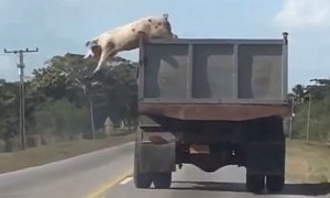 Daring Pig Jumps from Moving Truck On Its Way to Slaughterhouse
