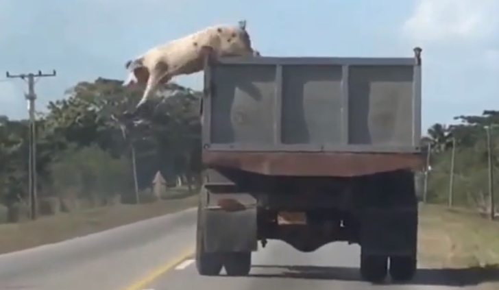 Daring Pig Jumps from Moving Truck On Its Way to Slaughterhouse