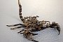 Dead Scorpions Turned Into Steampunk Sculptures are Scary