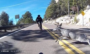 Deer And Cyclist Collide in Arizona, No One Wins
