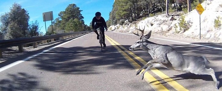 Deer and cyclist collide on Mount Lemmon in Tucson, Arizona