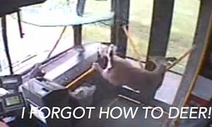 Deer Crashes Through Bus Window