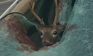 Deer Jumps in The Passenger Seat of Speeding Car, Smashing The Windshield