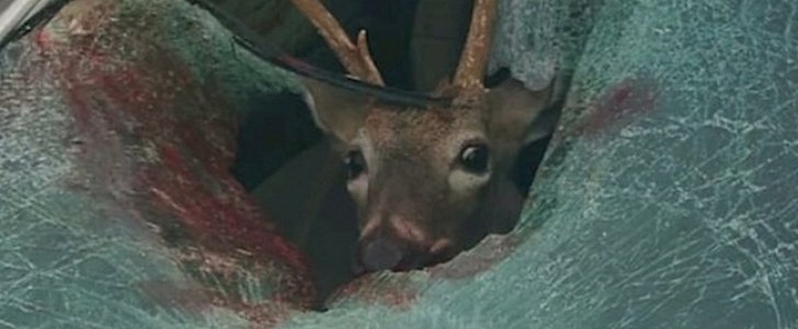 Deer jumps into passenger seat of speeding car, breaks its back, is put down