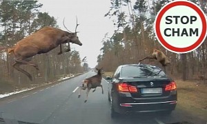 Deer Jumps on Top of F10 BMW 5 Series, Crushes Resale Value and Runs Away Safely