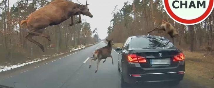 Herd of deer crash into unsuspecting BMW 5-Series