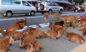 Deer oh Deer: Herbivores Invade Streets in Japanese City of Nara