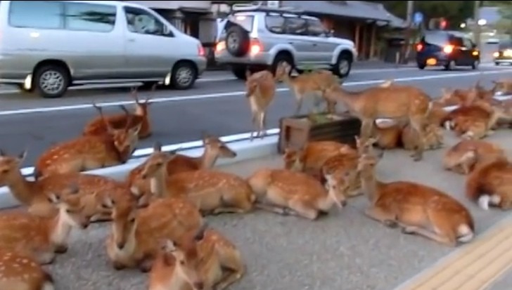 Deer on the streets in Japan