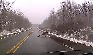 Deer Rewards Driver Avoiding It with a Short Breakdance Routine