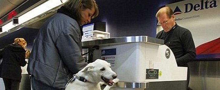 Delta Airlines implements stricter pet policies after a series of incidents