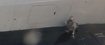 Determination Is This Pigeon Holding Onto a Plane Wing During Takeoff at 149 MPH