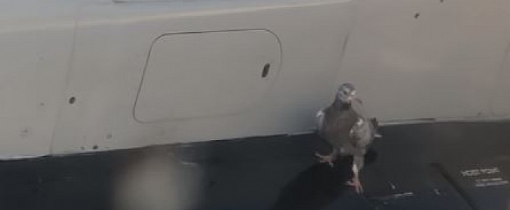 Pigeon is able to hold on to the wing of an airplane during takeoff