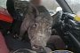 Distracted Driver Caught With 250-Pound Pig on His Lap