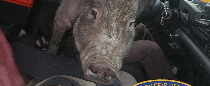 Distracted driver caught with large pig on his lap, gets off with a warning