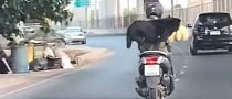 Dog Brings Stuffed Toy For Ride on Back of Motorcycle