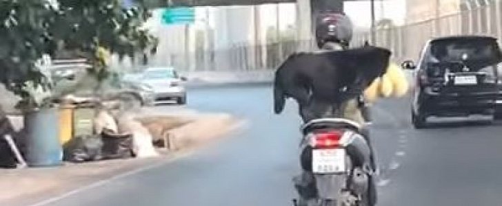 Biker takes dog for a ride, clearly doesn't care for its safety