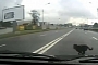 Dog Causes Car Crash in Russia