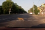 Dog Crossing the Road on the Crosswalk