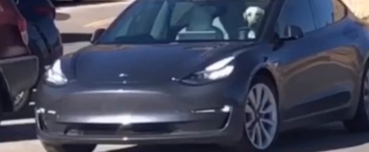 Dog driving a Tesla Model 3