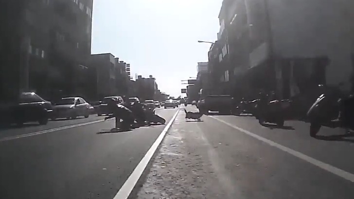 Dog Evades Cars, Takes Down Rider